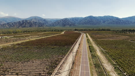 Aerial-image-showcasing-a-rural-area-of-Torrontés-and-Malbec-vineyards-in-Argentina