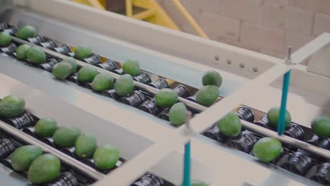 SLOW-MOTION-TRACKING-SHOT-OF-AVOCADOS-ON-A-CONVEYOR-BELT-IN-A-PACKING-HOUSE-IN-URUAPAN