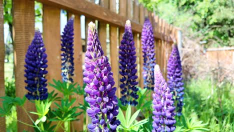 Flores-En-El-Jardín,-Toma-Estática,-Tema-De-Paz