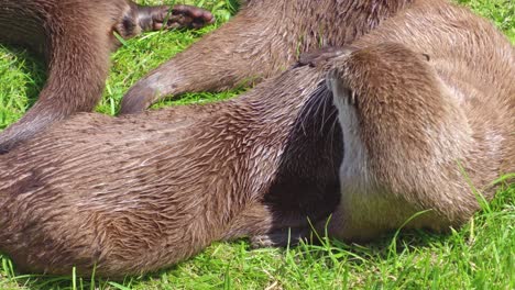 Group-of-young-playful-otters