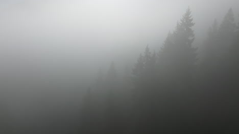 Thick-grey-white-layer-of-fog-above-forest-trees,-aerial-drone-establishing