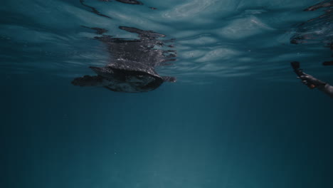 Turtle-swims-floating-at-surface-with-reflection-mirrored-on-water-distorting-underwater-in-ocean