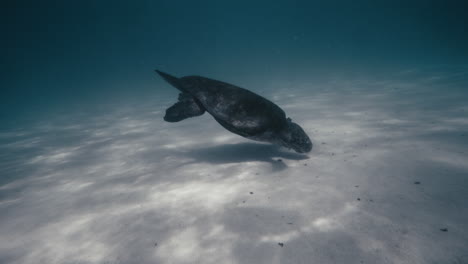 Turtle-angles-down-to-surface-of-sandy-benthic-underwater-ocean-meeting-its-shadow-as-it-feeds