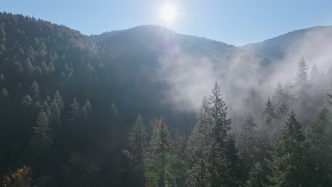 Drone-ascends-along-trees-in-evergreen-forest-as-fog-tendrils-drop-into-canopy-in-valley