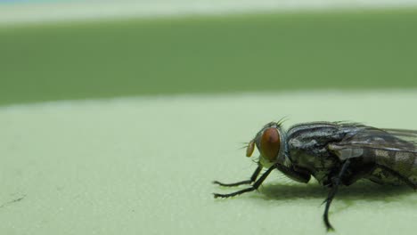 Fly-sitting-and-rubbing-legs_extreme-closeup_micro-lens-closeup-view