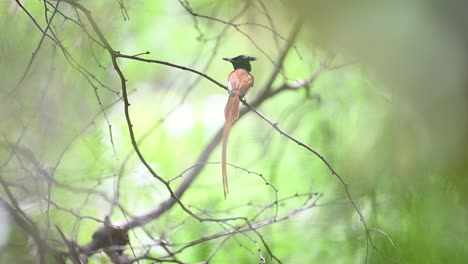 Indian-Paradise-Fly-catcher-Male-Bird-in-Forest