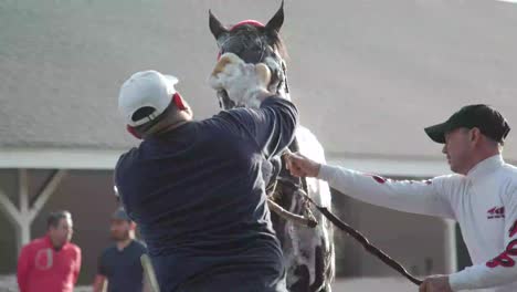 Capture-La-Rutina-De-Un-Caballo-De-Carreras-Siendo-Lavado-Fuera-De-Su-Granero,-Mostrando-Su-Aseo-Y-Cuidado-En-Un-Entorno-Tranquilo.