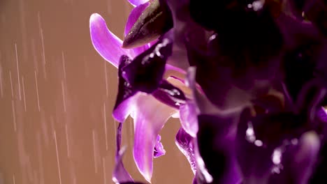 4K-Beautiful-Fresh-Purple-Orchid,-Close-Up