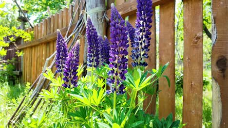 Blaue-Lupinenblüte-Im-Wind-Im-Garten