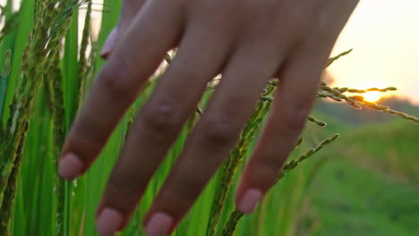 Primer-Plano-En-Cámara-Lenta-De-La-Mano-De-Una-Mujer-Acariciando-Cultivos-De-Arroz-Durante-La-Puesta-De-Sol