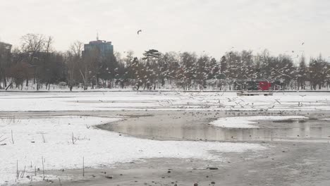 Schwarm-Möwen-Und-Vögel-Fliegen-über-Den-Zugefrorenen-See