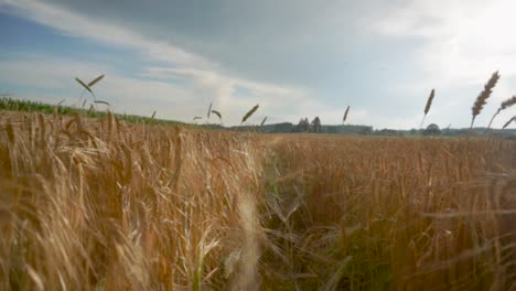 Zeitlupen-Spaziergang-Durch-Weizenfelder