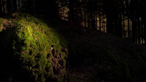 Toma-Panorámica-Del-Sol-Sobre-Musgo-En-Un-Bosque-De-Abetos-Oscuros