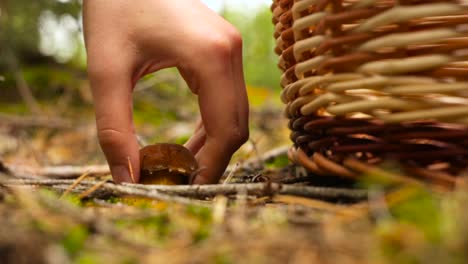 Picking-Fresh-Mushrooms-For-A-Delicious-Vegetable-Soup-In-The-Beautiful-Lush-Forest-Of-Czaple,-Poland---Close-Up-Shot