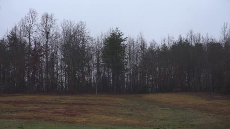 A-field-with-tall-dead-trees-on-the-edge-in-the-rain