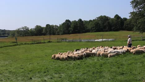 A-Border-Collie-herds-a-flock-of-Sheep-in-Harpswell,-Maine