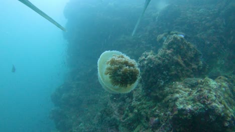 Trumpet-fish-attacks-a-jellyfish-and-then-becomes-hostile