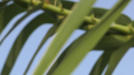 Green-bamboo-leaves-with-dew-drops-close-up-focus-pull