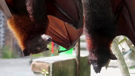 Primer-Plano-De-2-Zorros-Voladores-Peludos-Dorados-Gigantes-Mientras-Cuelgan-Boca-Abajo-De-Una-Rama-Rascándose-Con-Sus-Grandes-Garras-Y-Expandiendo-Ligeramente-Y-Batiendo-Sus-Alas-En-Bali