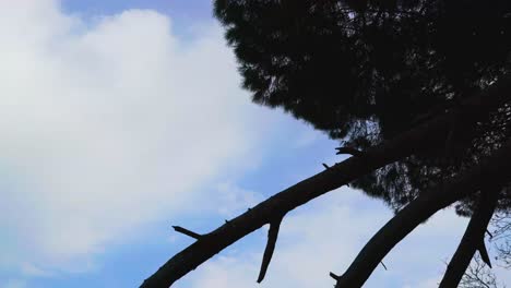 Lapso-De-Tiempo-En-El-Bosque-Mirando-Hacia-El-Cielo-Y-Tener-Buen-Ambiente