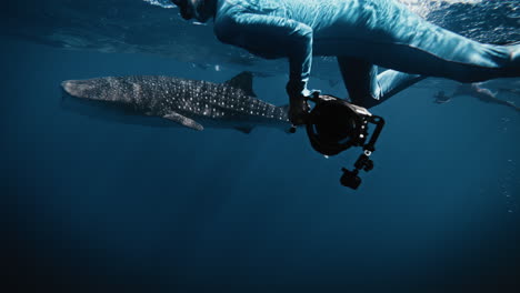 Photographer-drags-underwater-camera-swimming-alongside-whale-shark-at-surface-of-water