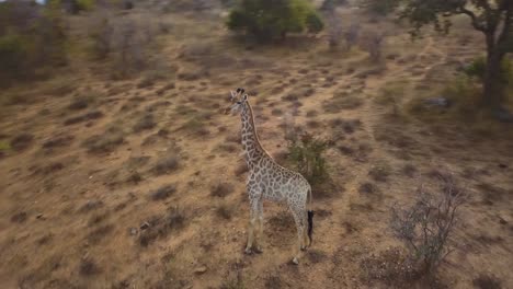 Imágenes-Aéreas-De-Drones-Que-Rodean-A-Una-Jirafa-Africana-Salvaje-Mientras-Se-Detiene-Y-Observa