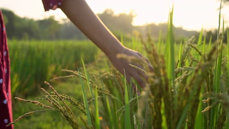 tracking-shot-of-women's-hand-touching-cereal-crops-at-farm-during-sunset