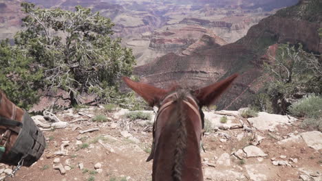 Mule-overlooking-the-Grand-Canyon.-Pan-up