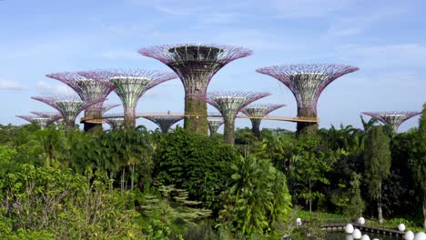 Panoramic-view-of-the-supertrees-grove,-Gardens-by-The-Bay-in-a-hot-blue-sky-day