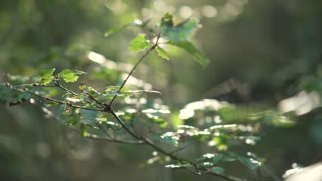 Paning-of-trees-and-leaves-in-a-forest,-with-sun-rays-coming-from-the-top