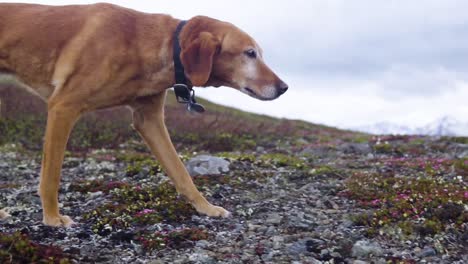 Red-Labrador-Explores-Mountain-Ridge-in-Alaska