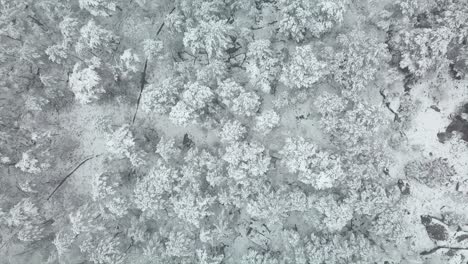 {Aerial}-Bird-view-going-up-above-a-snowy-forest