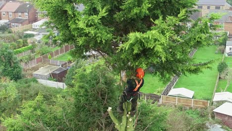 Fantastic-aerial-clip-of-a-tree-surgeon-preparing-a-55'-tree-for-felling,-removing-the-branches-first-to-leave-just-the-trunk-for-felling