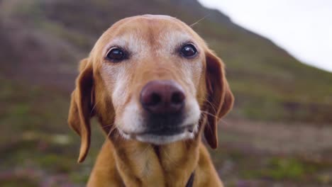 Red-Labrador-Licks-Her-Chops-in-Excitement-on-Mountain-in-Alaska