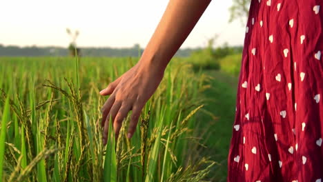 Toma-De-Seguimiento-De-Una-Mujer-Caminando-En-Una-Granja-Agrícola-Mientras-Acaricia-Los-Cultivos-De-Arroz-Con-Las-Manos-Durante-El-Amanecer,-Vista-Trasera