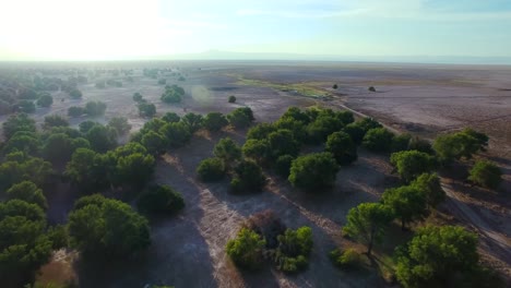 Close-in-on-pine-rows-at-oasis-in-the-north-of-Chile,-San-Pedro-de-Atacama-region