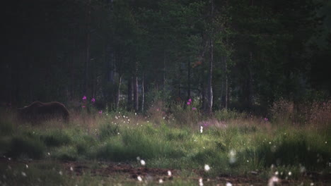 Wilder-Bär-Streift-Durch-Das-Grasland-Mit-Wunderschönen-Blumen---Weitwinkelaufnahme