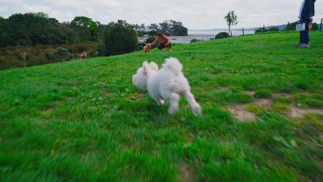 Los-Perros-Juegan-En-El-Parque-Para-Perros-East-Auckland.