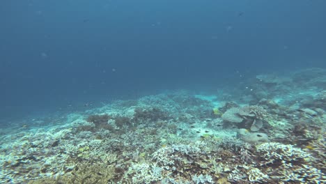 Flight-over-a-deep-sea-coral-reef-teeming-with-marine-life,-showcasing-the-stunning-diversity-of-corals-and-fish-in-clear-blue-waters-of-Raja-Ampat-in-Indonesia