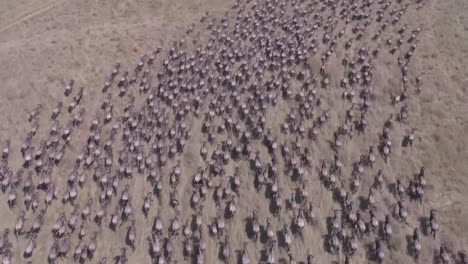 Luftbildvideo-Von-Wandernden-Gnus-In-Der-Masai-Mara