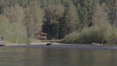 Oso-Pardo-Caminando-Por-El-Río-Salmón