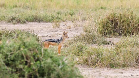 Chacal-Africano-De-Lomo-Negro-Moviéndose-Entre-Los-Arbustos-Tratando-De-Encontrar-Una-Presa-Para-Comer-En-Uhd