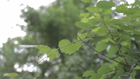 Leaves-in-the-woods-while-walking-in-a-park