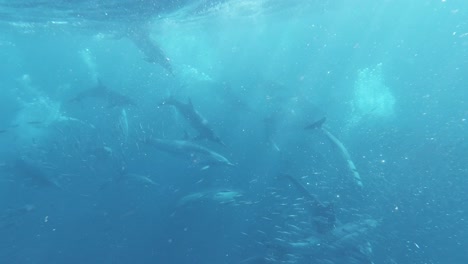 Epic-underwater-slow-motion,-dolphins-chasing-sardines-in-Indian-Ocean