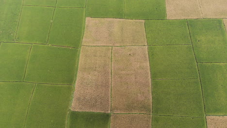 Aerial-footage-of-freshly-harvested-and-green-wheat-field-in-the-flat-lands-of-Nepal