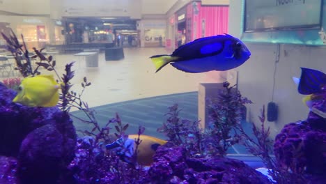 Close-up-of-blue-tang-fish-in-aquarium-environment