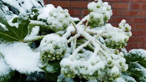 Plant-soaked-in-snowfall-beautiful-looking-view