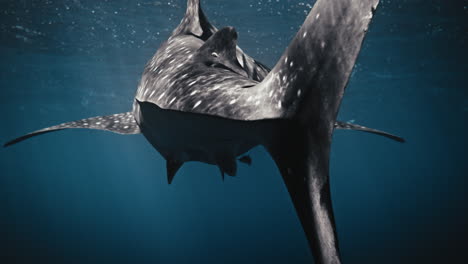 Telephoto-closeup-of-shark-tail-fin-swaing-with-silhouette-and-air-bubbles-floating-in-water-mysteriously-in-slow-motion