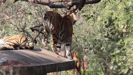 Junger-Tiger-Steht-Auf-Einer-Mauer-Und-Spielt-Mit-Einem-Ast-Im-Zoopark.-Ich-Bin-Eine-Große-Katze,-Der-Bangal-Tiger,-Der-Mit-Einem-Ast-Im-Zoopark-In-Indien-Spielt.