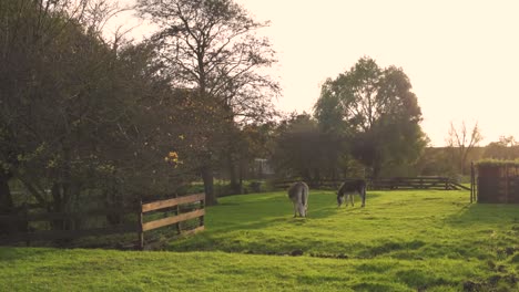 Two-donkeys-grazing-grass-on-the-Dutch-farm